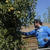 Recogida de la Pera Conferencia del Bierzo