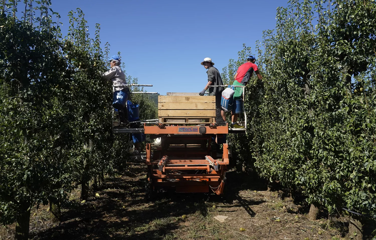 Recogida de la Pera Conferencia