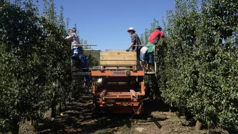 Recogida de la Pera Conferencia