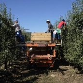 Recogida de la Pera Conferencia