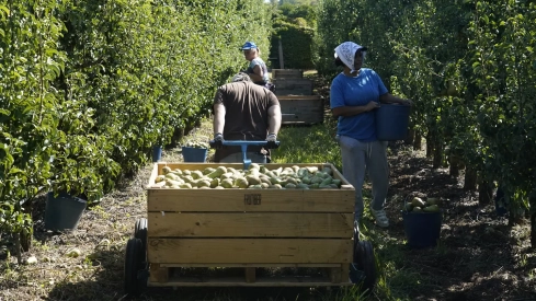 Recogida de la Pera Conferencia (10)