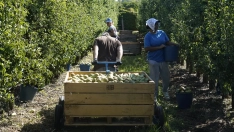 Recogida de la Pera Conferencia (10)