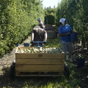 Recogida de la Pera Conferencia (10)