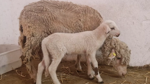 Teodoro, el primer cordero modificado genéticamente en España Teodoro, el primer cordero modificado genéticamente en España