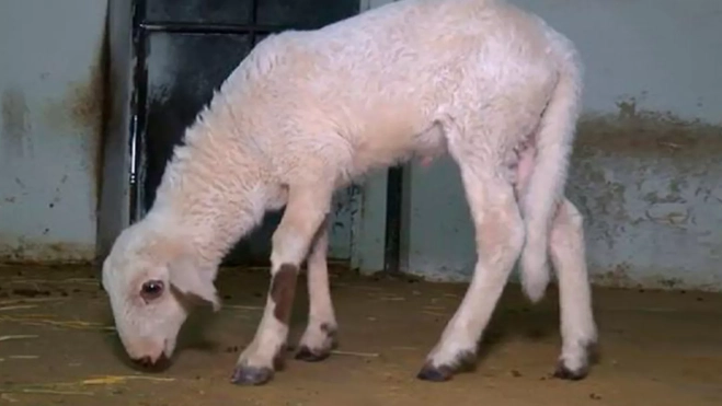 Teodoro, el primer cordero modificado genéticamente en España 2 Teodoro, el primer cordero modificado genéticamente en España 2