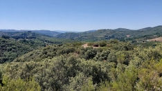 Bosque de Vega de Espinareda | Foto: Yvan López