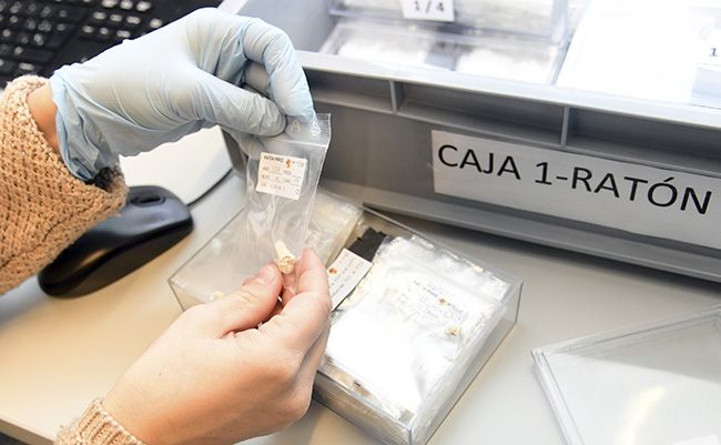 Estudio dental 'Ratoncito Pérez', por parte de Marina Martínez de Pinillos en el CENIEH de Burgos