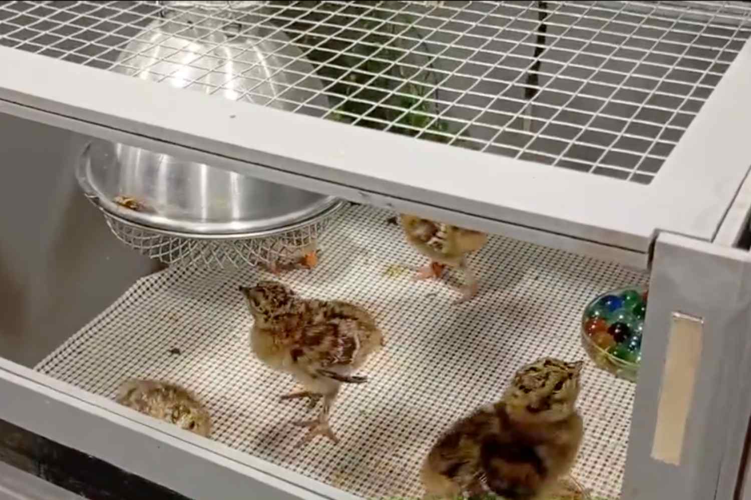 Así crecen los polluelos de Urogallo en el Centro de Cría de Valsemana (León)