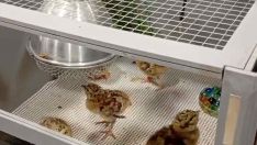 Así crecen los polluelos de Urogallo en el Centro de Cría de Valsemana (León)