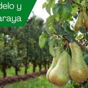 Ruta por la Calidad Manzana Reineta, Pera Conferencia y Pimiento 2