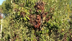 Fuego bacteriano en los frutales del Bierzo