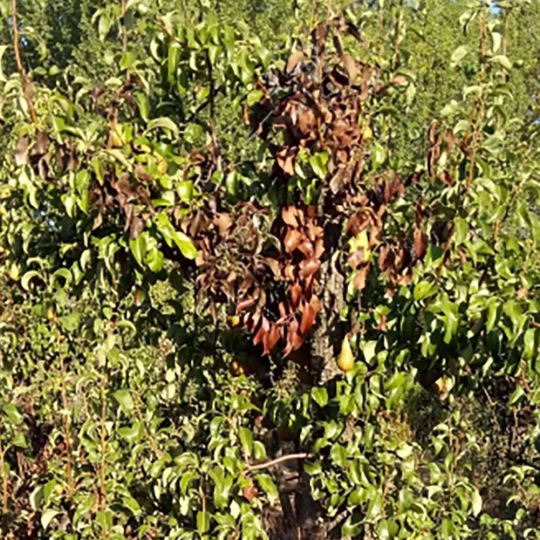 Fuego bacteriano en los frutales del Bierzo