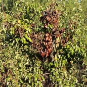 Fuego bacteriano en los frutales del Bierzo