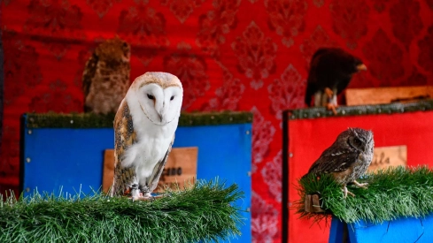 Mercado Medieval de La Encina 2024 (10)