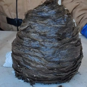 Nidos de avispa asiática en Toreno y Páramo del Sil