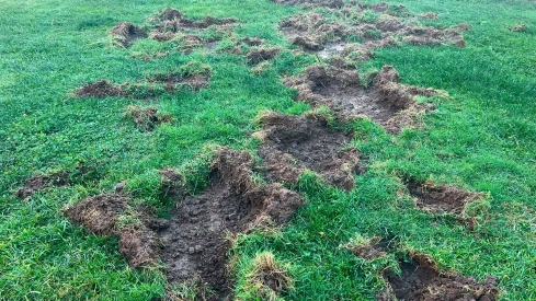 Marcas de Jabalíes en el parque del Temple (1)