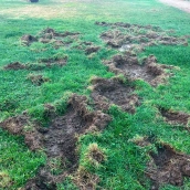 Marcas de Jabalíes en el parque del Temple (1)