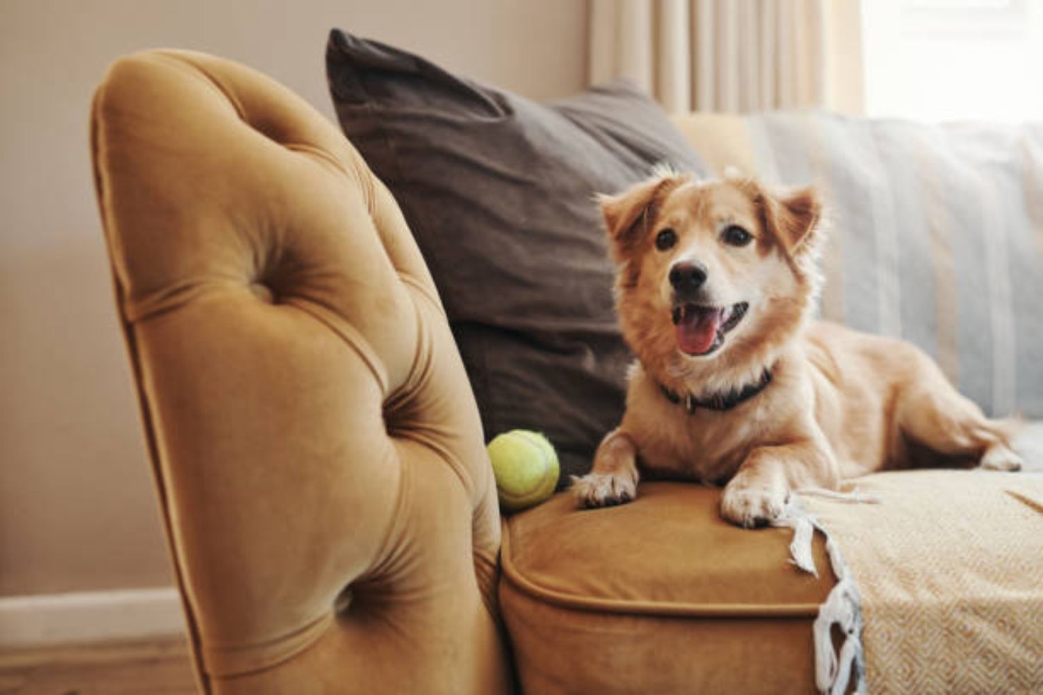 Mascotas | iStock Mascotas | iStock
