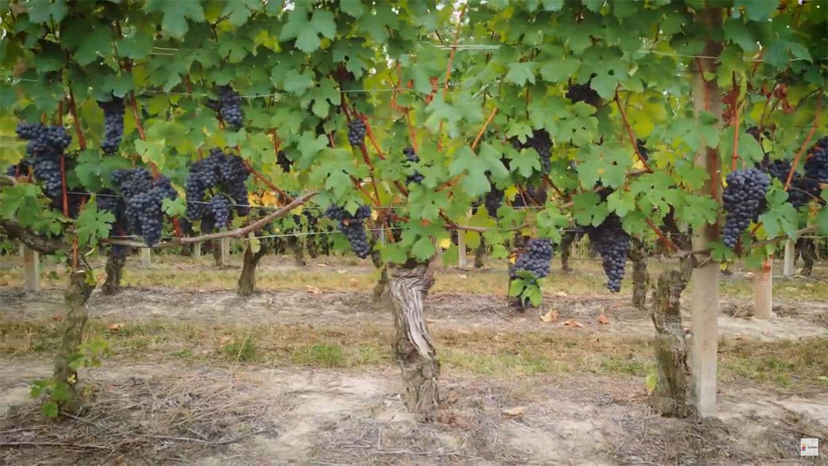 Una petición de Change.org pide salvar el viñedo viejo del Bierzo del arranque de cepas
