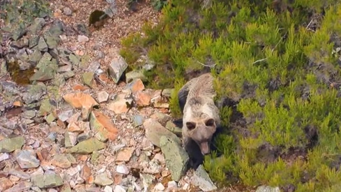 Un oso recorre el valle de Oceo en Quintana de Fuseros. archivo. La consejera de Agricultura muestra su preocupación ante los últimos ataques de osos a explotaciones ganaderas de Laciana