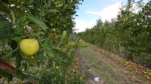 La producción de Manzana Reineta del Bierzo cae un 40% por las granizadas de junio