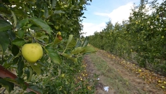 La producción de Manzana Reineta del Bierzo cae un 40% por las granizadas de junio