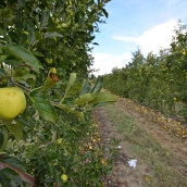La producción de Manzana Reineta del Bierzo cae un 40% por las granizadas de junio