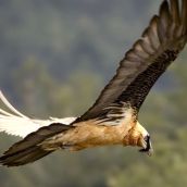 Quebrantahuesos en los Picos de Europa Quebrantahuesos en los Picos de Europa