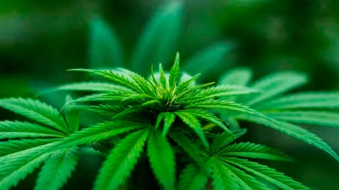 Cannabis medicinal | Una empresa soriana podrá cultivar cannabis medicinal tras retomar su licencia