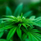 Cannabis medicinal | Una empresa soriana podrá cultivar cannabis medicinal tras retomar su licencia