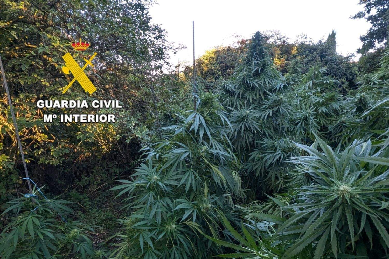 Dos jovenes detenidos en Vilecha (León) por cultivar 54 plantas de marihuana 