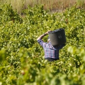 Primeros días de vendimia en la Denominación de Origen Bierzo | El Bierzo 'brinda' por una vendimia con más de 10 millones de kilos con el aroma creciente de los vinos blancos
