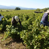 Primeros días de vendimia en la Denominación de Origen Bierzo 