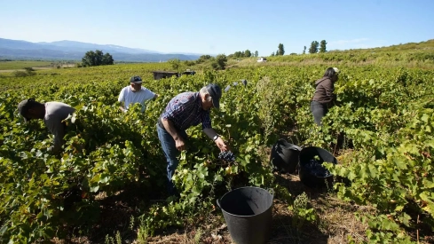 Primeros días de vendimia en la Denominación de Origen Bierzo 
