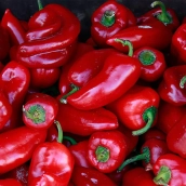 Una investigación de la ULE destaca los acolchados biodegradables para mejorar la calidad del Pimiento del Bierzo