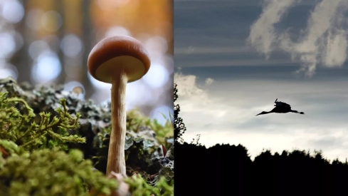 El VI Concurso de Fotografía de la Reserva de la Biosfera de los Ancares Leoneses da a conocer a sus ganadores