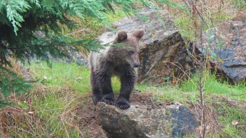 El osezno rescatado en Barniedo de la Reina (León) y la osezna asturiana Cova, un paso más cerca de la vida en libertad