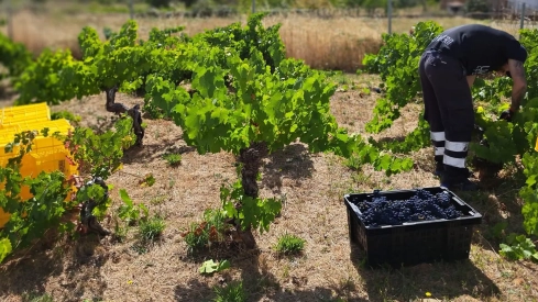 Vendimia DO Bierzo 2024 