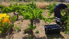 Vendimia DO Bierzo 2024 