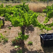 Vendimia DO Bierzo 2024 