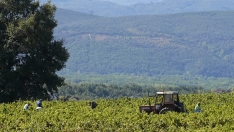 Vendimia Do Bierzo | César Sánchez - ICAL