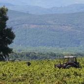 Vendimia Do Bierzo | César Sánchez - ICAL