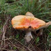 Abundancia de setas en La Cepeda (León) | Peio García (ICAL)