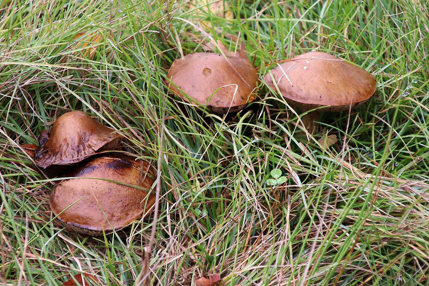 Abundancia de setas en La Cepeda (León) | Peio García (ICAL) Abundancia de setas en La Cepeda (León) | Peio García (ICAL)