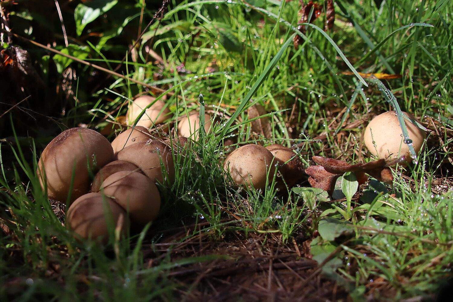 Abundancia de setas en La Cepeda (León) | Peio García (ICAL) Abundancia de setas en La Cepeda (León) | Peio García (ICAL)