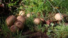 Abundancia de setas en La Cepeda (León) | Peio García (ICAL)