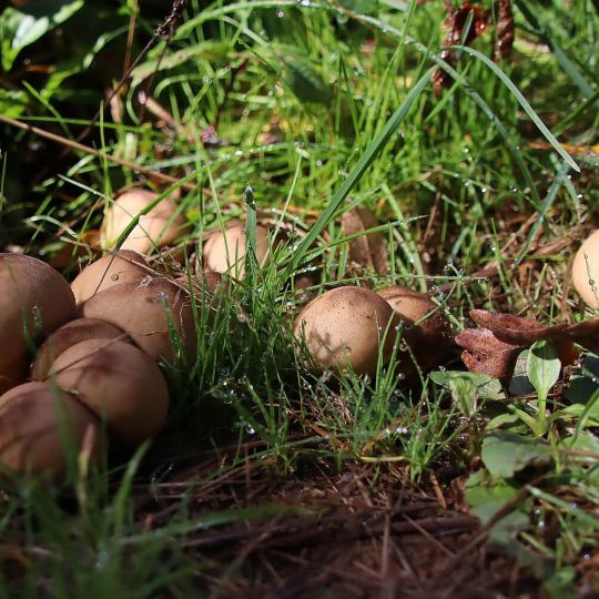 Abundancia de setas en La Cepeda (León) | Peio García (ICAL)