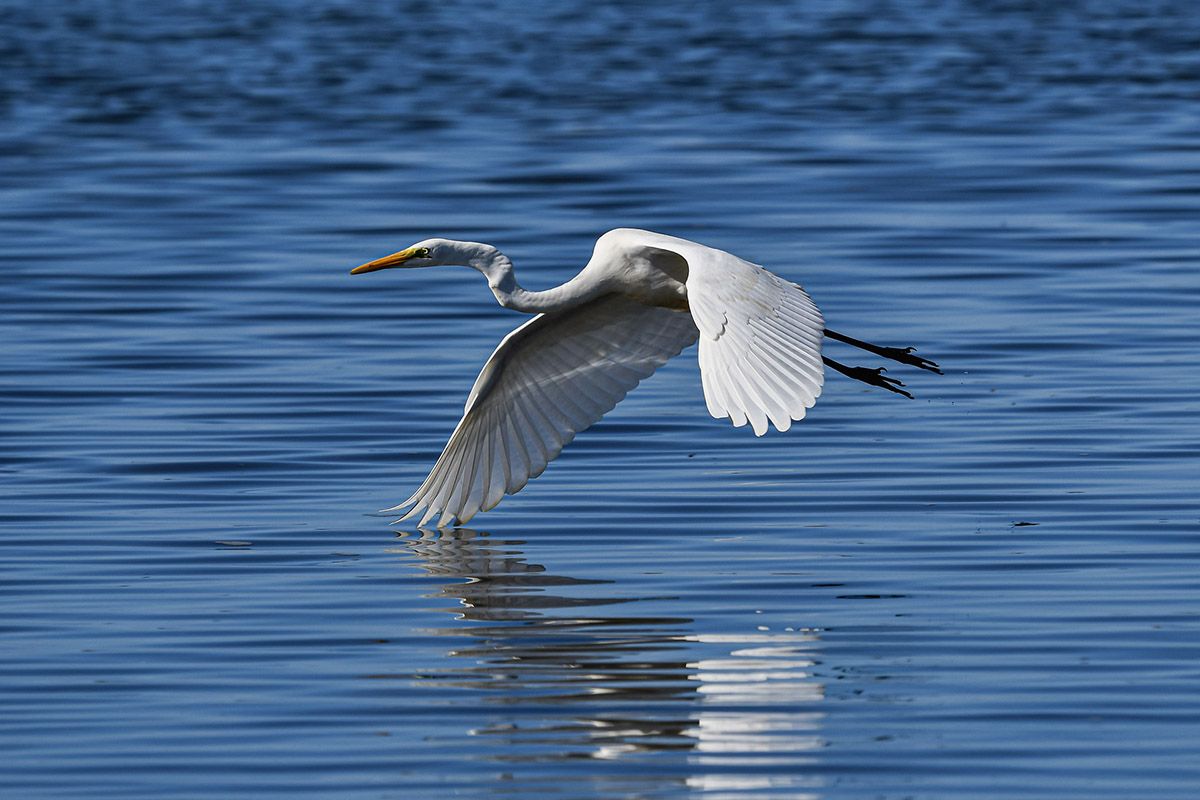 garza gripe aviar avila