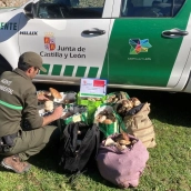 Decomisan más de 90 kilos de boletus en controles micológicos en la provincia de Segovia