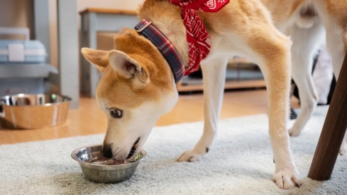 Comida natural para perros